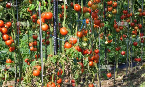 Un jardin potager des tomates. Photo: Alamy
